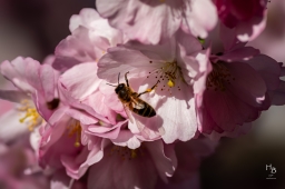 Körsbärsblommor i rosa och vitt